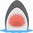 dangerous animal, sea creature, shark face, sharp teeth, water