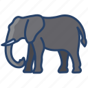 elephant