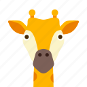 face, giraffe