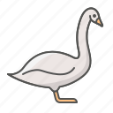 animal, farm, swan