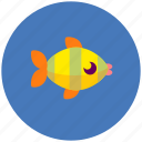 fish, animal