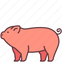 animal, domestic, farm, mammal, pet, pig