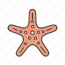 ocean, sea, shell, shells, star, starfish, summer