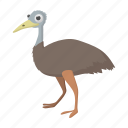 australia, australian, bird, cartoon, emu, feather, vectior