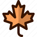 autumn, fall, leaf, leaves, maple, nature, tree