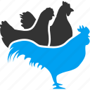 chikens, cock, rooster, agriculture, chicken, farm, village