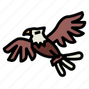 eagle, hawk, bird, animal, kingdom, falcon