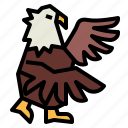 eagle, hawk, bird, animal, kingdom, falcon