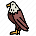 eagle, hawk, bird, animal, kingdom, falcon