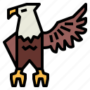 eagle, hawk, bird, animal, kingdom, falcon