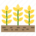 barley, agriculture, farm, farming, plant