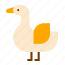 animal, duck, farm