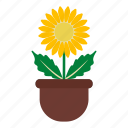 blossom, daisy, flower, garden, leaves, nature, pot