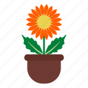 blossom, daisy, flower, garden, leaves, nature, pot