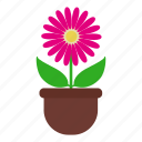 blossom, daisy, flower, garden, leaves, nature, pot