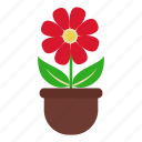 blossom, daisy, flower, garden, leaves, nature, pot