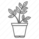 ecology, flower, flowers, nature, plant, pot