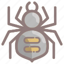 bug, creepy, halloween, insect, scary, spider, spooky