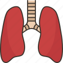 lungs, bronchial, respiratory, pulmonology, anatomy