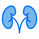 kidney, anatomy, medicine, organ, medical