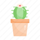 cactus, hobby, nature, plant