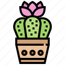 cactus, decorate, desert, flower, plant