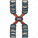 chromatid, chromosome, dna, genetic, molecular