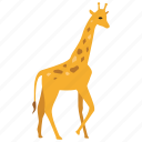 africa, animal, giraffe, safari, savanna, wild, zoo