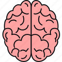 brain, anatomy, body, healthcare, medical, organ, part