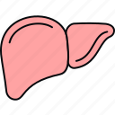 liver, anatomy, body, medical, organ, part