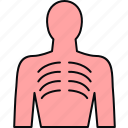 bones, human, anatomy, bodypart, lungs