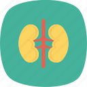 health, healthcare, kidney, medical, organ, renal