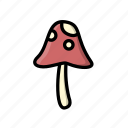 fungus, mushroom, red, toadstool