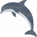 animal, dolphin, mammal, sea, whale