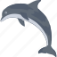 animal, dolphin, mammal, sea, whale 