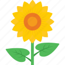 beauty, blossom, flower, petals, sunflower