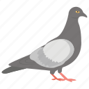 domestic animal, dove, flying bird, pet, pigeon