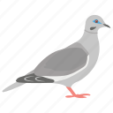 domestic animal, dove, flying bird, pet, pigeon