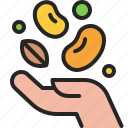 seed, grain, bean, gardening, hand, farming, plant