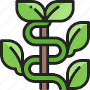 vine, plant, climber, gardening, farming, vegetable, nature