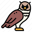 animal, owl, poultry, wildlife, bird