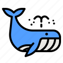 whale, fish, animal, kingdom, life