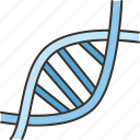 dna, chromosome, genetic, biology, biochemistry