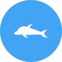 animal, dolphin, fish, mammal, marine, nature, ocean