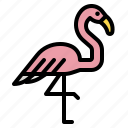 flamingo, bird, animal, zoo, animals