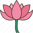 lotus, flower, waterlily, pond, plant