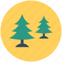 cypress trees, fir trees, nature, pine trees, trees