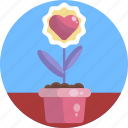 flower, heart, love, pink, plant, sun, valentines