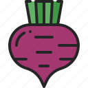 beet, beetroot, vegetable, healthy, bulb, salad, gardening