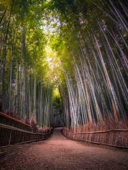 Arashiyama Bamboo Forest, Sagaogurayama Tabuchiyamachō, Ukyo Ward, Kyoto, Japan